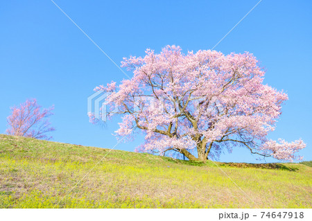 上の平の一本桜 上の平の一本桜 74647918