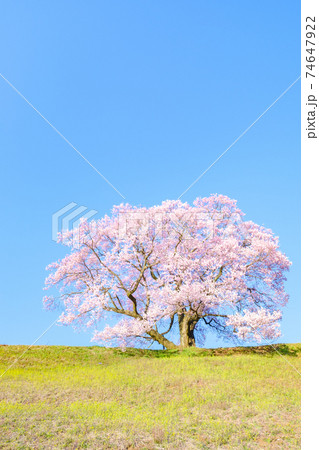 上の平の一本桜 上の平の一本桜 74647922