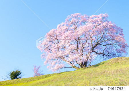 上の平の一本桜 上の平の一本桜 74647924