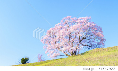 上の平の一本桜 上の平の一本桜 74647927