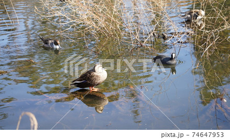 野鳥、本牧市民公園にて池の鴨 74647953