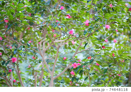 ツバキの花　紅侘助 74648118