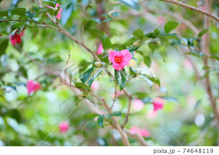 ツバキの花　紅侘助 74648119