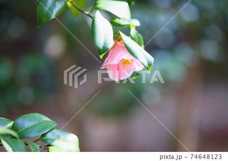 ツバキの花 覆輪秋の山 ツバキの花 覆輪秋の山 74648123