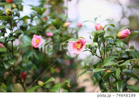 ツバキの花 覆輪秋の山 ツバキの花 覆輪秋の山 74648199