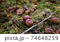 栗畑に落ちているたくさんの栗 74648259
