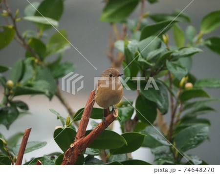 冬鳥のジョウビタキのメスが椿の木で羽根を休める 74648270
