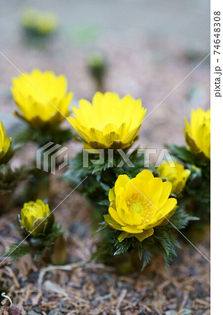 1658　フクジュソウ 74648308