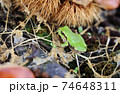 栗畑にいた緑色の目がクリクリしたカエル 74648311
