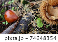 栗畑にいたみどり色のカエルの可愛らしい後ろ姿 74648354