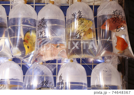 香港・通菜街（金魚街）で、ビニール袋に入れられて売られる熱帯魚 74648367