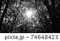 森の中の暗闇にある微かな明かり 74648423