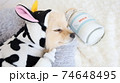 幸せそうに寝る牛の着ぐるみを着た犬 74648495