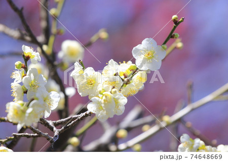 梅園の白い梅（紅梅の背景） 74648669