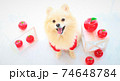 りんごに囲まれた笑顔のポメラニアン 74648784