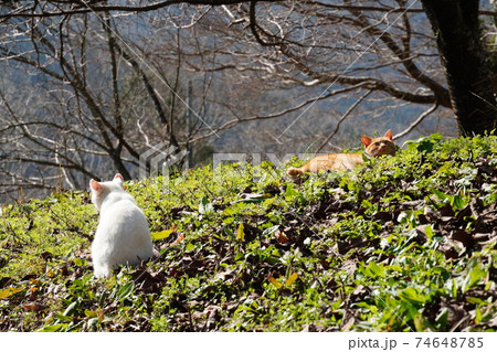 //t.pimg.jp/074/648/785/1/74648785.jpg?utm_source=chatgpt.com