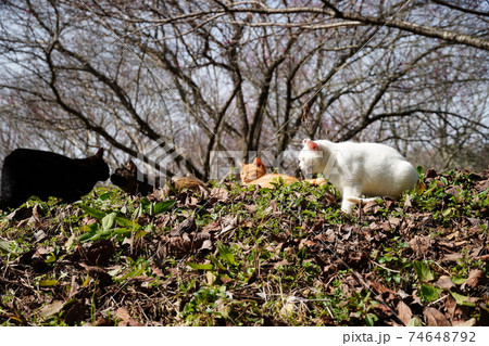 冬ばれの日日当たりのいい斜面でひなたぼっこする山の野良猫 74648792