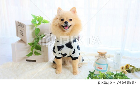 ウシの服を着た笑顔のポメラニアン 74648887