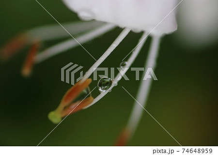初夏の花　雨の森に咲くスイカズラ（忍冬） 74648959