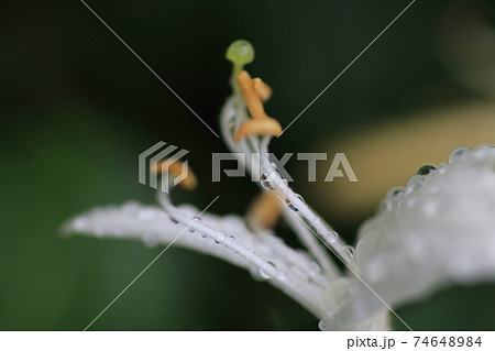 初夏の花 雨の森に咲くスイカズラ(忍冬) 初夏の花 雨の森に咲くスイカズラ(忍冬) 74648984