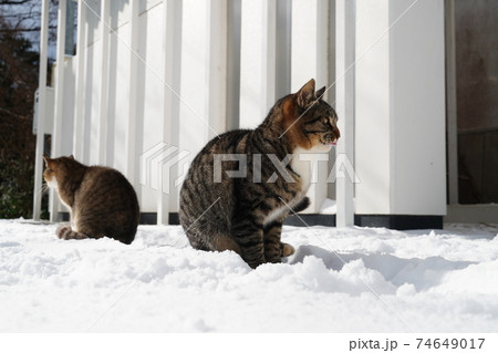 雪の積もった朝寒そうに見を丸める野良猫　 74649017