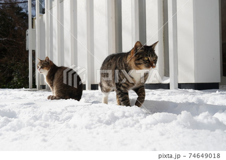 雪の積もった朝寒そうに見を丸める野良猫 雪の積もった朝寒そうに見を丸める野良猫 74649018