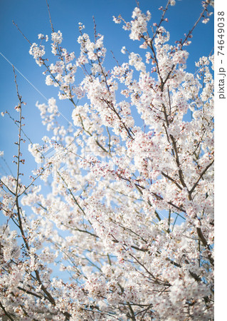 青空に映える桜 74649038