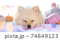 かぼちゃと一緒に幸せそうにねるポメラニアンのアップ 74649123