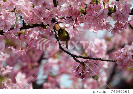 河津桜とメジロ 河津桜とメジロ 74649161