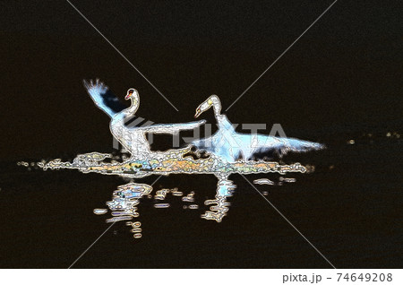 白鳥の恋の季節・求愛ダンス 74649208