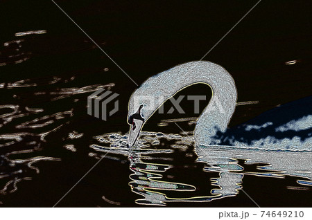 白鳥の恋の季節・求愛ダンス 74649210