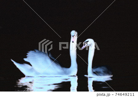 白鳥の恋の季節・求愛ダンス 74649211