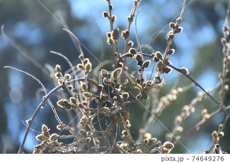 A wisteria plant before bloom A wisteria plant before bloom 74649276