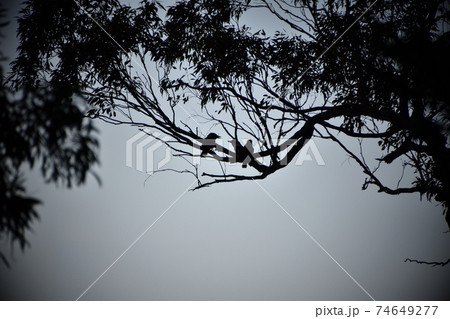 A silhouette of three kookaburras in a tree A silhouette of three kookaburras in a tree 74649277