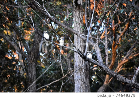 Three kookaburras in a tree Three kookaburras in a tree 74649279