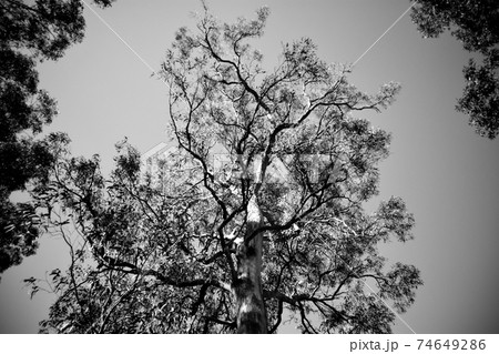 Looking up at an Australian eucalyptus tree Looking up at an Australian eucalyptus tree 74649286