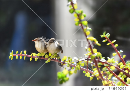 Two Superb Fairy-Wren sitting in a Money Tree Two Superb Fairy-Wren sitting in a Money Tree 74649295