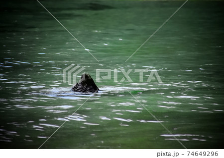 A log showing through the surface of the ocean 74649296