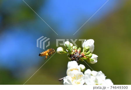 Bees pollinating white fruit flowers 74649300