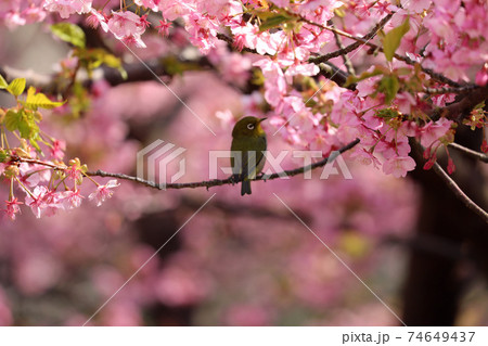河津桜とメジロ 河津桜とメジロ 74649437
