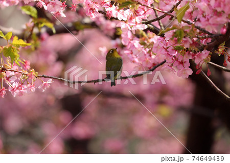 河津桜とメジロ 74649439