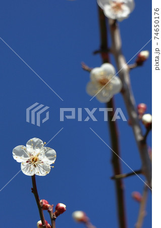 梅の花 梅の花 74650176
