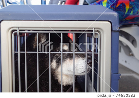 ロープウェイのキャリーに入った黒柴犬 74650532