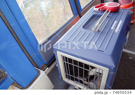 ロープウェイのキャリーに入った黒柴犬 74650534