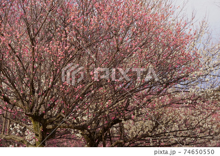 梅の花 日本キャンパック大室公園 梅の花 日本キャンパック大室公園 74650550