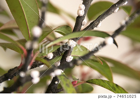 植木についたカイガラムシ 74651025