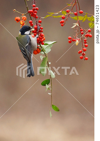 鳥 松の実 シジュウカラ 74651423