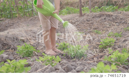 Asian little child boy preschool growing to learn watering the plant tree outside. Kid planting and waters vegetables on garden, Forestry environments concept 74651719