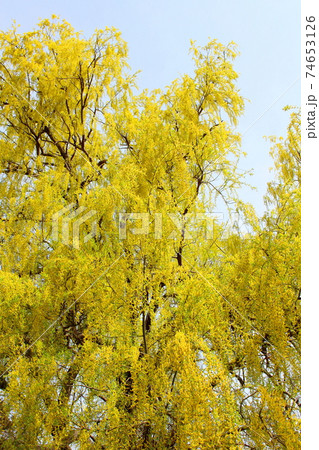美しき柳　その202102　：　　花と植物が織りなす色紙　その202102 74653126