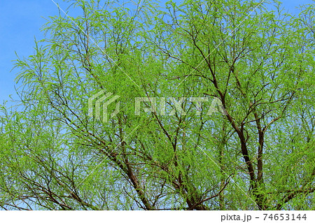 美しき柳　その202102　：　　花と植物が織りなす色紙　その202102 74653144